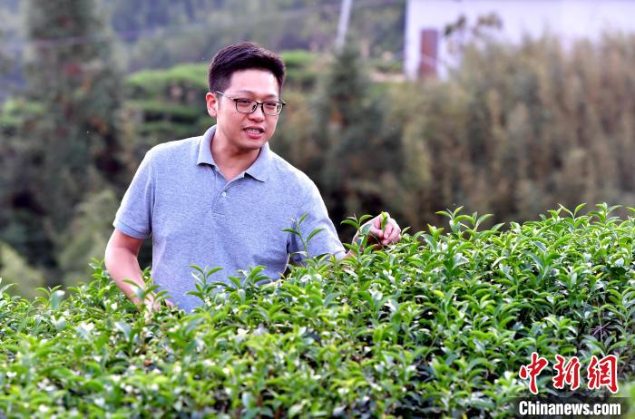 “臺二代”張元豪福建深山種茶十年：“來了，就對了”